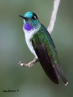 Lampornis hemileucus